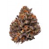 Триплоидные семена каннабиса Tropicana Cherry Triploid F1